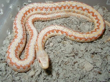 Red albino plains