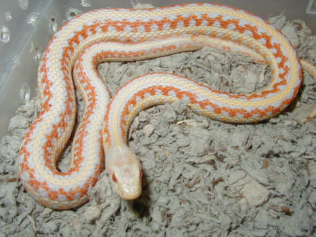 Red albino plains