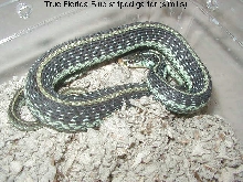 Florida Blue Striped (similis)