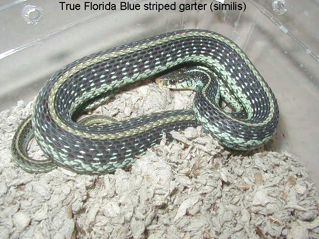 Florida Blue Striped (similis)