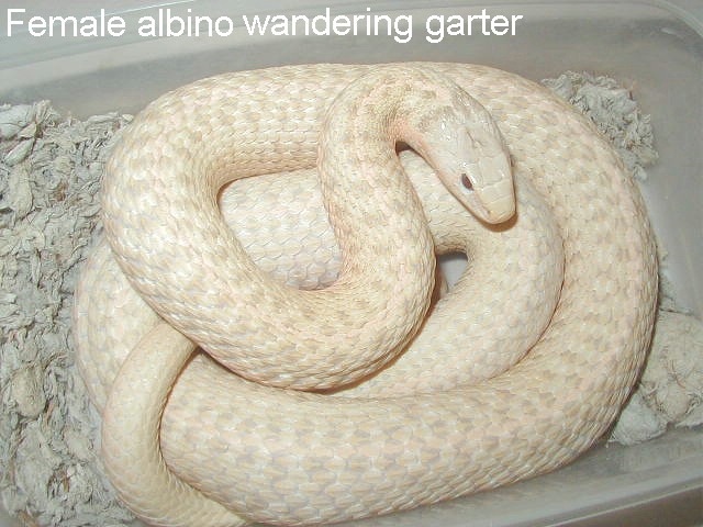 Gravid adult female albino wandering