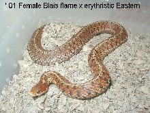 Double het erythristic x Blais flame eastern female