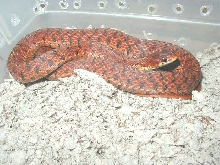 Double het Erythristic x Blais flame Eastern male