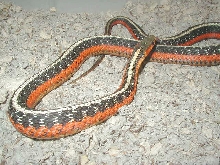 Adult female flame