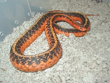 Adult Eastern speckled flame