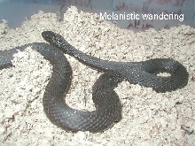 Melanistic wandering garter