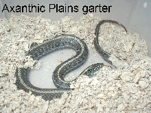 Subadult female axanthic plains garter