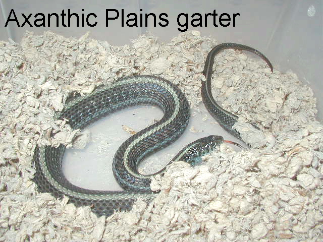 Subadult female axanthic plains garter