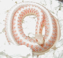 Albino red sided