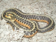 Classic Het albino Eastern-Gravid