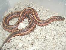 Double het (High red x albino) plains