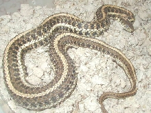 Double het red X anerythristic plains