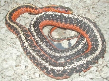 Flame eastern