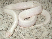 Iowa Snow plains-Gravid