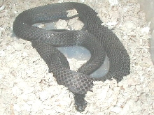 Melanistic eastern
