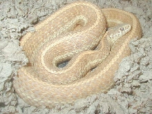 zzPlains Nebraska albino female adult