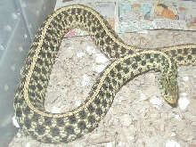 Hypomelanistic Florida Eastern