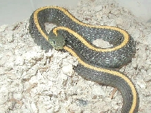 Santa Cruz-Gravid