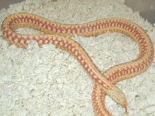 Super Christmas Albino plains