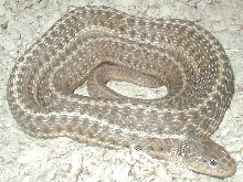 Wandering garter