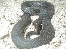 Melanistic wandering