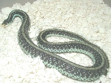 Florida Blue Striped (Similis)
