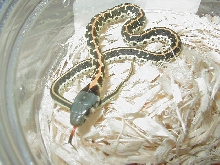 Blacknecked Eastern CB 08 baby
