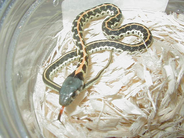 Blacknecked Eastern CB 08 baby