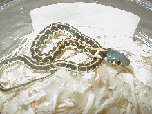 Blacknecked Eastern CB 08 baby