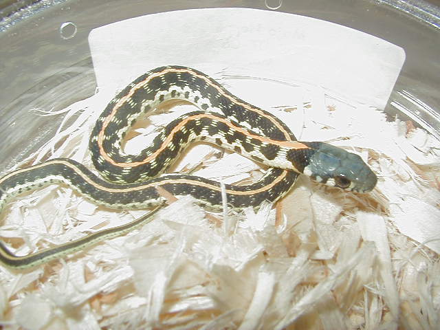 Blacknecked Eastern CB 08 baby