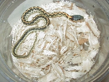 Blacknecked Eastern CB 08 baby