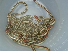 California red sided het hypo CB 2008