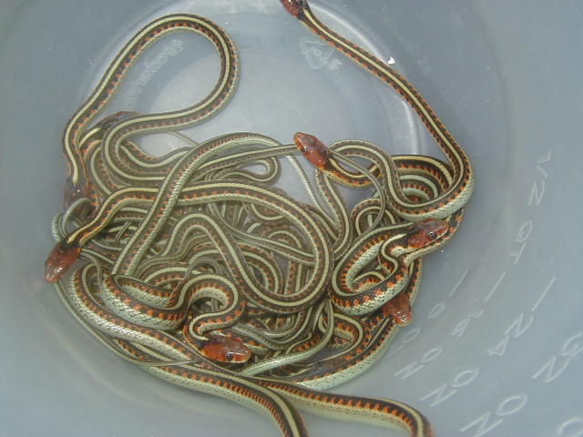 California red sided het hypo CB 2008