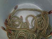 California red sided het hypo CB 2008
