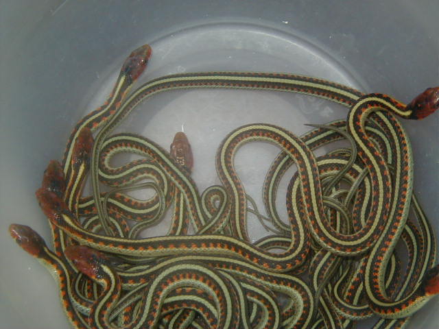 California red sided het hypo CB 2008
