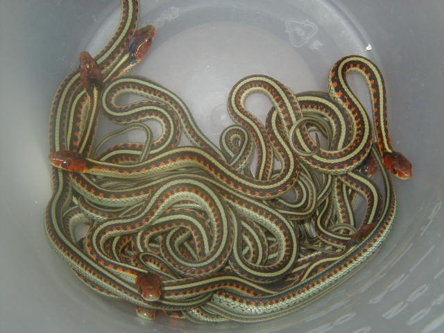 California red sided het hypo CB 2008
