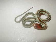 California red sided het hypo CB 2008