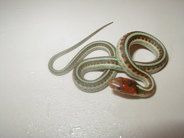 California red sided het hypo CB 2008