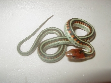 California red sided het hypo CB 2008