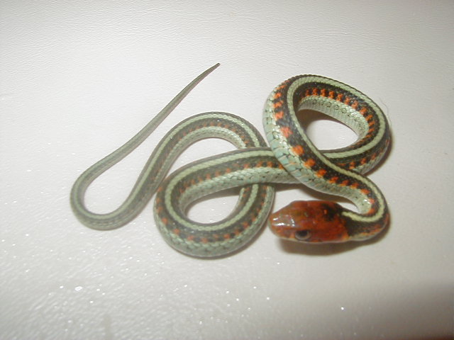 California red sided het hypo CB 2008