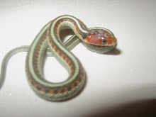 California red sided het hypo CB 2008
