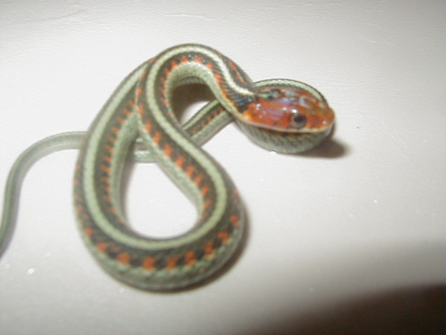 California red sided het hypo CB 2008