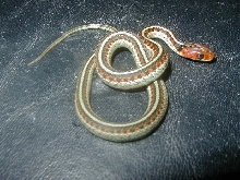 California red sided het hypo CB 2008 on black top