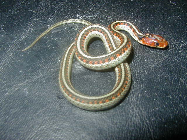 California red sided het hypo CB 2008 on black top