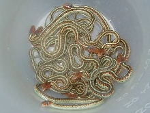 California red sided het hypo CB 2008