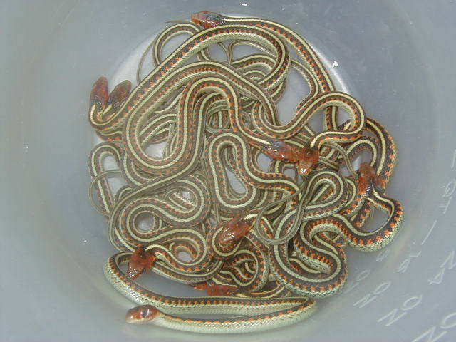 California red sided het hypo CB 2008