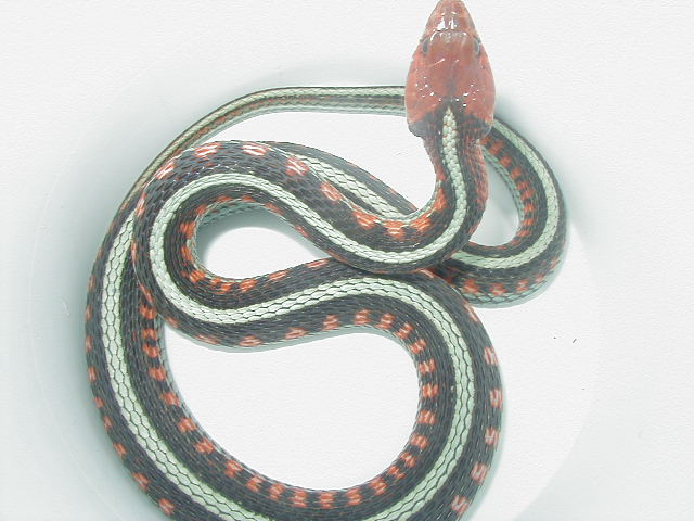 California red sided adult female