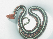 California red sided adult female