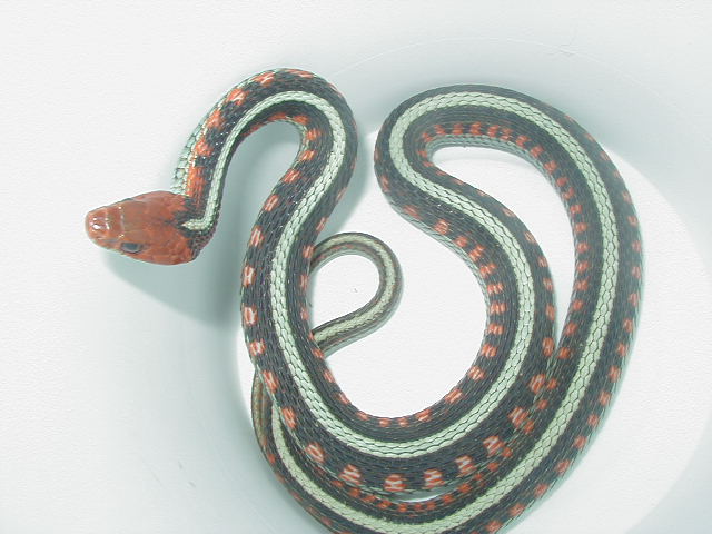 California red sided adult female