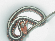 California red sided adult female